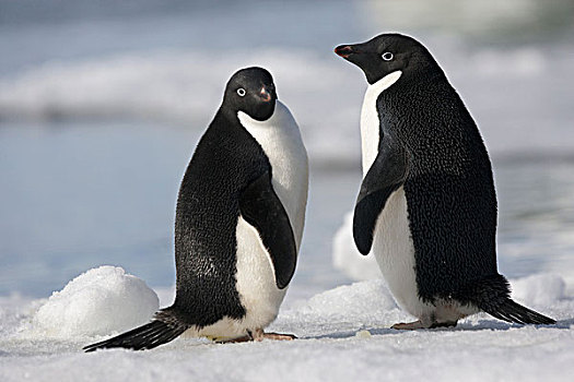 一对,阿德利企鹅,晚霞,南极