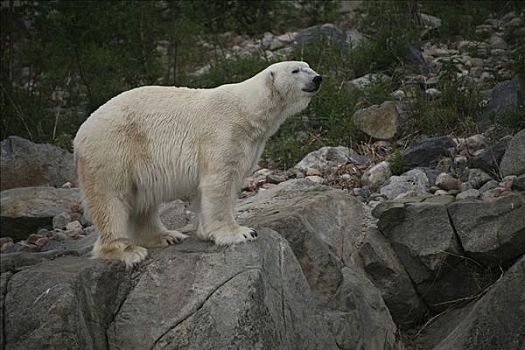 北极熊,岩石上,动物园,芬兰