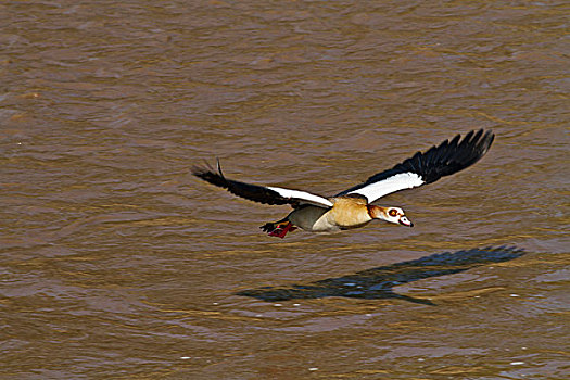 埃及雁,飞跃,河,马赛马拉,野生动植物保护区,肯尼亚