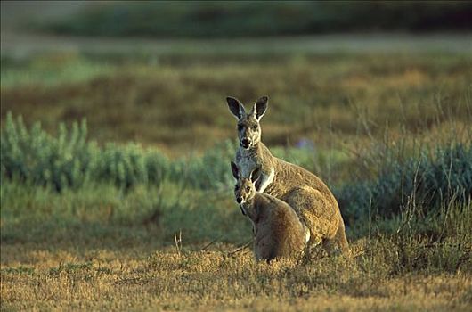 红袋鼠,警惕,母亲,幼兽,弗林德斯山国家公园,澳洲南部