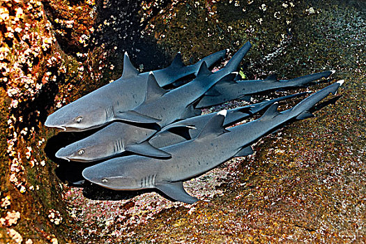 灰三齿鲨,鲎鲛,休息,石头,岛屿,靠近,索科罗镇,群岛,墨西哥
