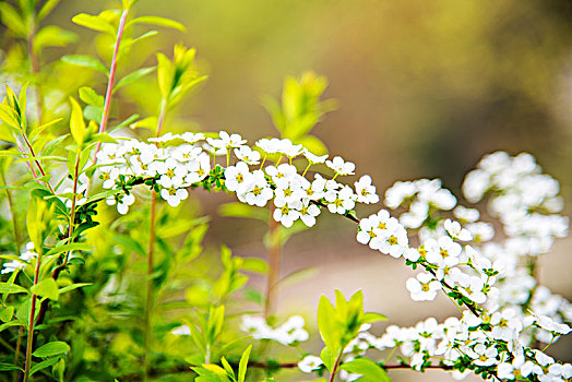 小白花喷雪花