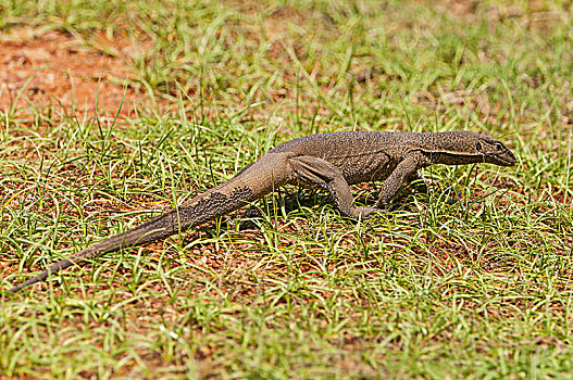 巨蜥,巨蜥属,斯里兰卡,国家公园