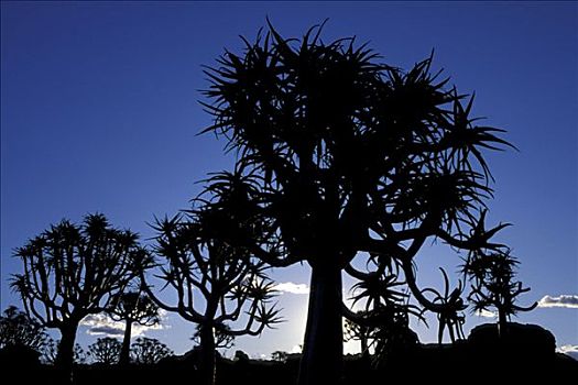 抖树,纳米比亚,二歧芦荟