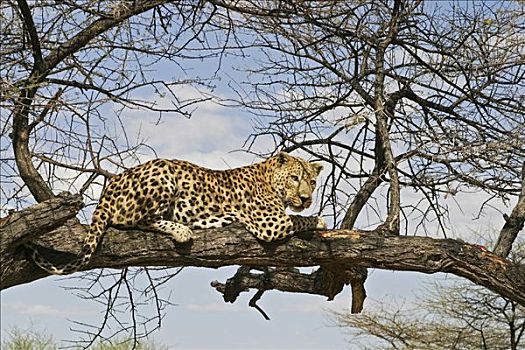 豹,卧,枝条,纳米比亚,非洲