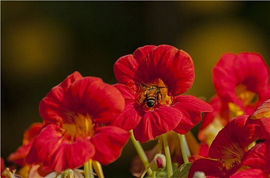 蜜蜂,收集,花蜜,红花