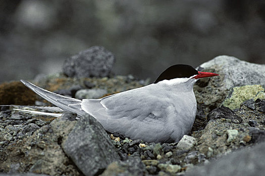 南极,乔治王岛,燕鸥,孵卵,蛋,巢穴