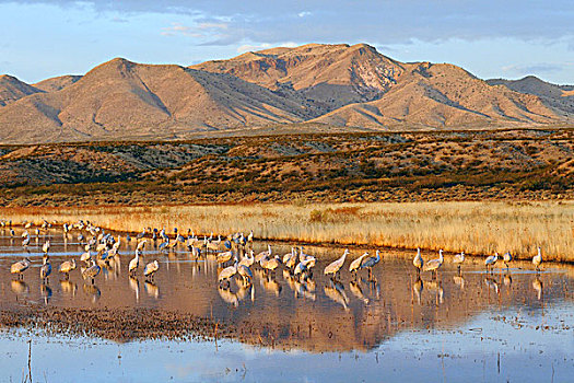 沙丘鹤,成群,水塘,博斯克德尔阿帕奇,新墨西哥