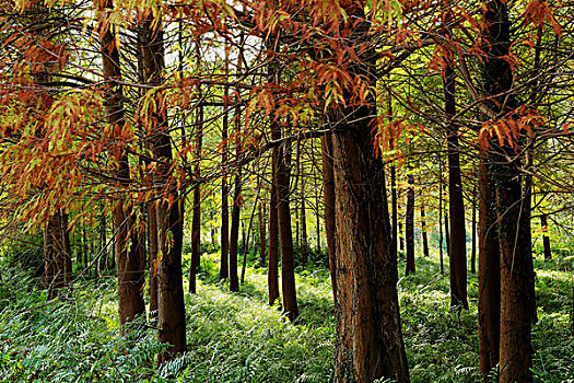 浙江台州红杉林湿地秋色迷人
