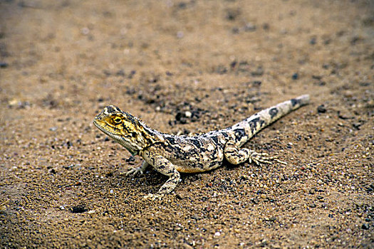 纳米比亚,地面,蜥蜴