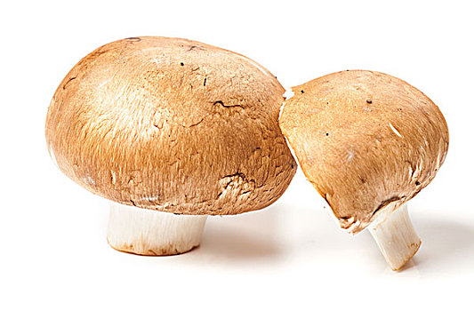褐色,洋蘑菇