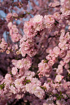 香山植物园内桃花