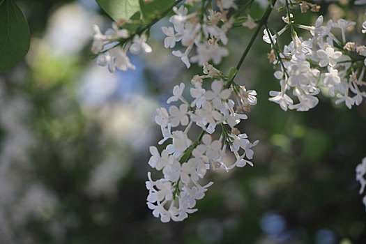 丁香花