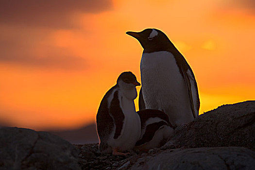 巴布亚企鹅,成年,幼禽,剪影,日落,南极半岛