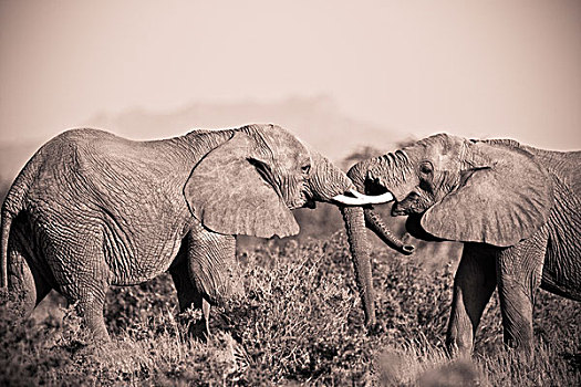 两只,象,象鼻,接触,肯尼亚