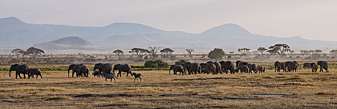 非洲大象036