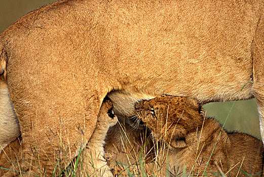 非洲狮,狮子,幼兽,吸吮,肯尼亚