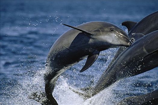 宽吻海豚,跳跃,科特兹海,北下加利福尼亚州,墨西哥