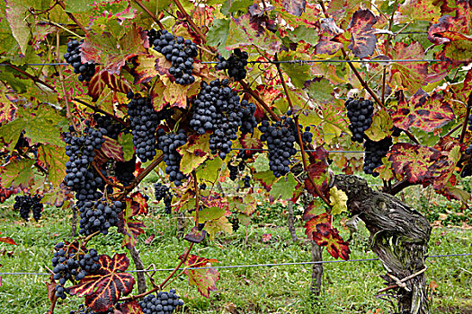 葡萄,成熟,丰收,冰酒,秋天,葡萄园,靠近,莱茵兰普法尔茨州,德国,欧洲