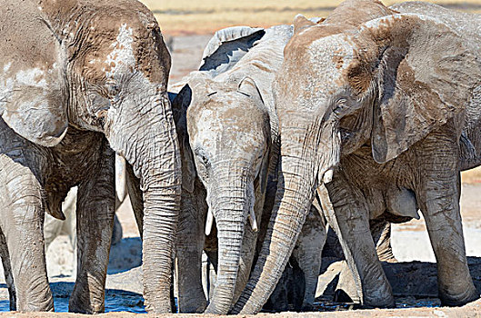 非洲象,遮盖,干燥,泥,喝,水坑,埃托沙国家公园,纳米比亚,非洲