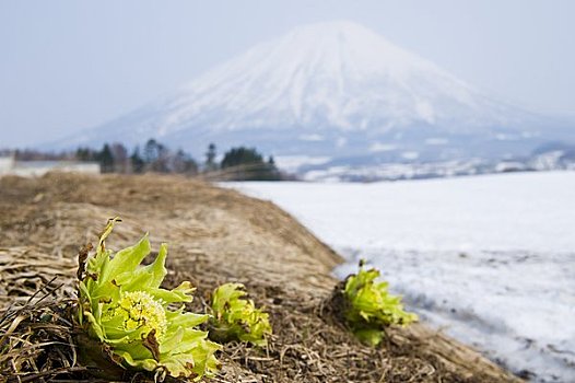 山,蜂斗叶属植物,芽