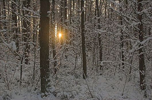 落日,树,积雪,木头