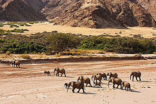 非洲象,牧群,走,干燥,河床,骷髅海岸,纳米布沙漠,纳米比亚