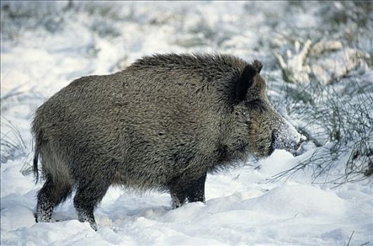 野猪,冬天,雪,荷兰