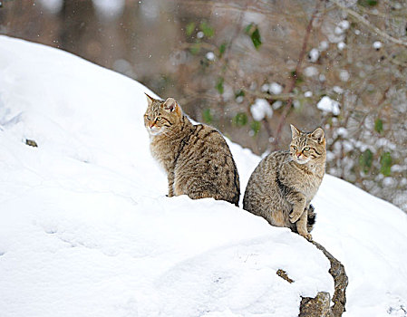 野猫科动物,斑貓,幼小,冬天