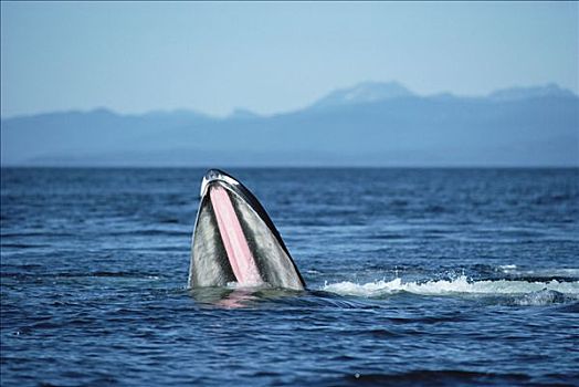 驼背鲸,大翅鲸属,鲸鱼,进食,东南阿拉斯加