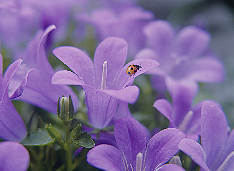 高,角度,风景,瓢虫,花