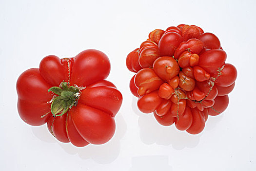 西红柿,旅行者,品种