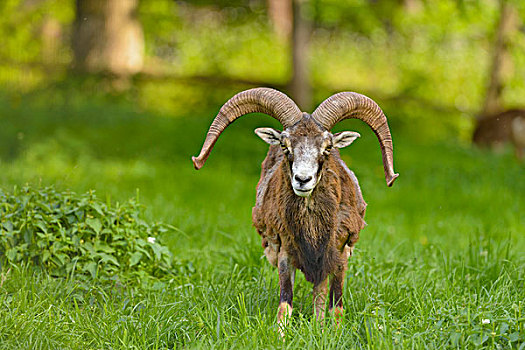 欧洲盘羊,公羊,犄角,野生动植物园,巴伐利亚,德国,欧洲