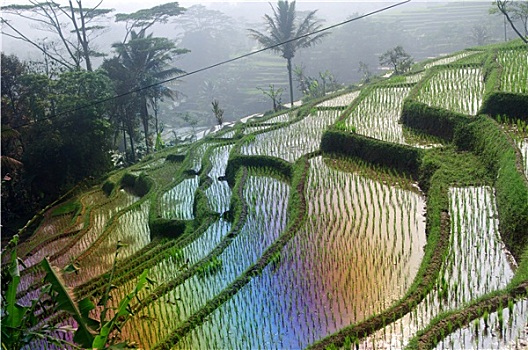 梯田,稻田,爪哇,印度尼西亚
