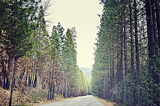 树林,道路,优胜美地国家公园,加利福尼亚,美国