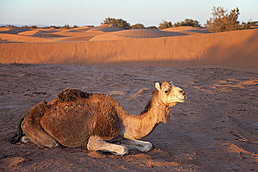 单峰骆驼,成年,休息,沙漠,沙丘,黎明,撒哈拉沙漠,摩洛哥,非洲