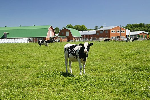 牛,跑,风景