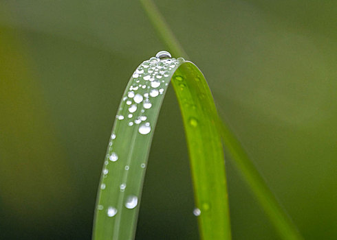 重庆酉阳,风雨中的白鹭们