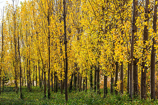 秋末冬初金黄色的白杨树树林