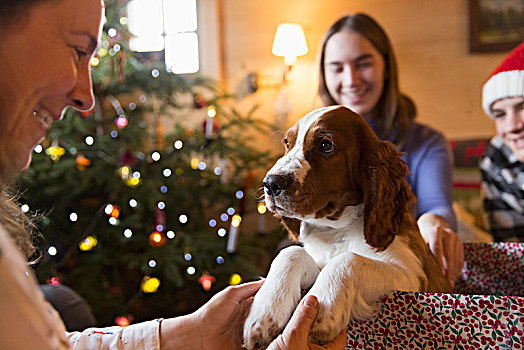 家庭,小狗,狗,圣诞礼物,盒子