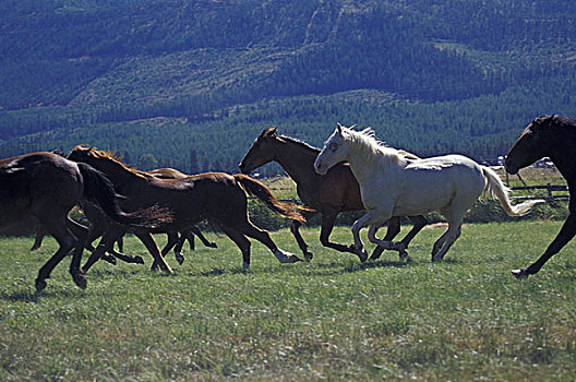 美国,蒙大拿,牧场,跑,马