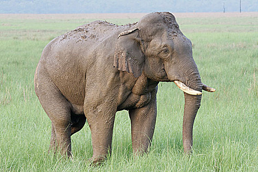 亚洲象,雄性动物,湿,泥,水