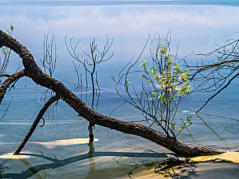 枯木,湖