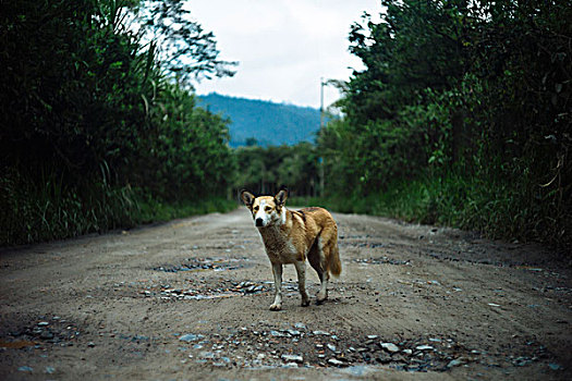 南美,迷路,狗