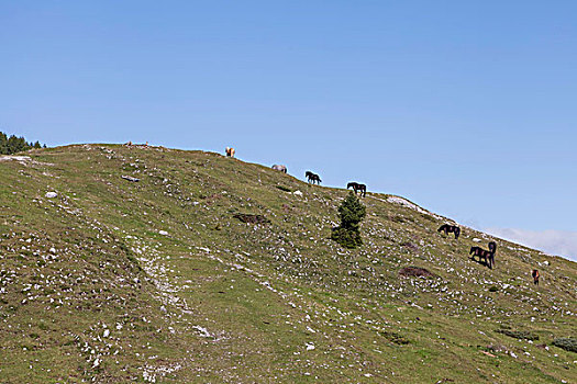 风景,落日