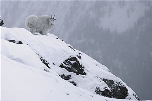 石山羊,雪羊,雪中,班芙国家公园,落基山脉,加拿大