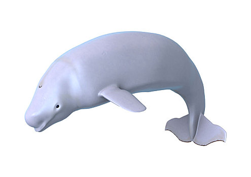 白鲸,白色背景