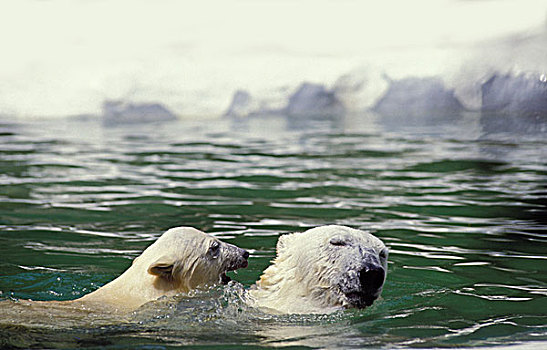 北极熊,幼兽,站在水中