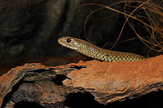 东方,褐色,蛇,昆士兰,澳大利亚