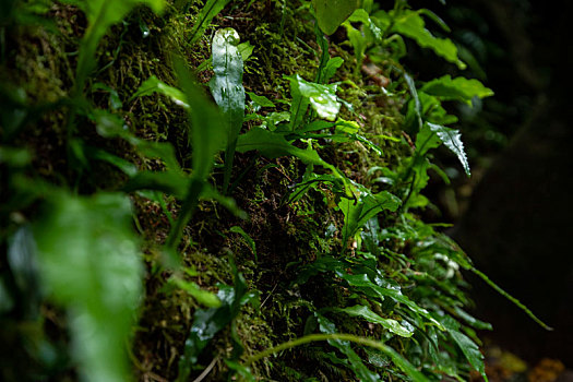 特写山谷里潮湿的岩石上翠绿的青苔与蕨类